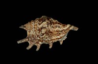 藏品(蜘蛛螺)的圖片